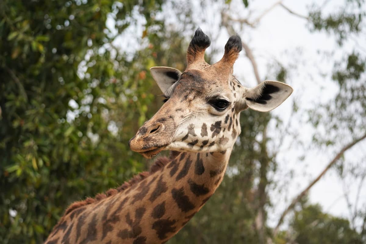 Nahaufnahme einer Giraffe mit belaubten Bäumen im Hintergrund, typisch für eine Zooumgebung.