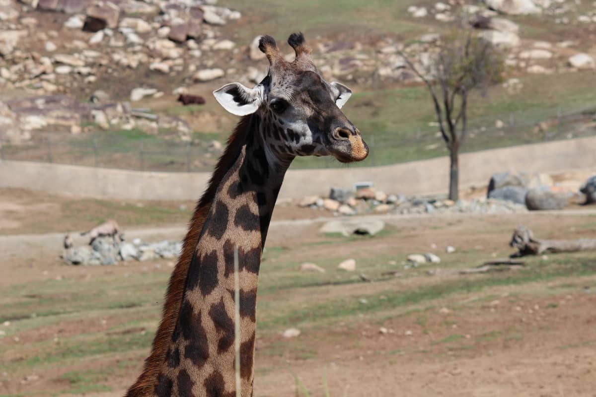 Giraffe, die auf einem offenen Feld mit felsigem Gelände steht und an eine safariartige Ausstellung erinnert, wie sie im San Diego Safari Park typisch ist.