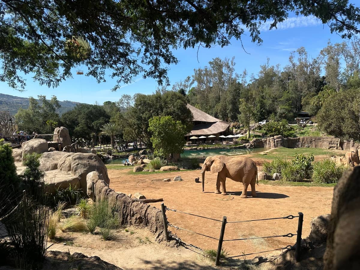 Weitläufiger Blick auf das Elephant Valley im San Diego Zoo Safari Park mit Elefanten in einem großen, offenen Gehege, Bäumen und Besucherwegen.