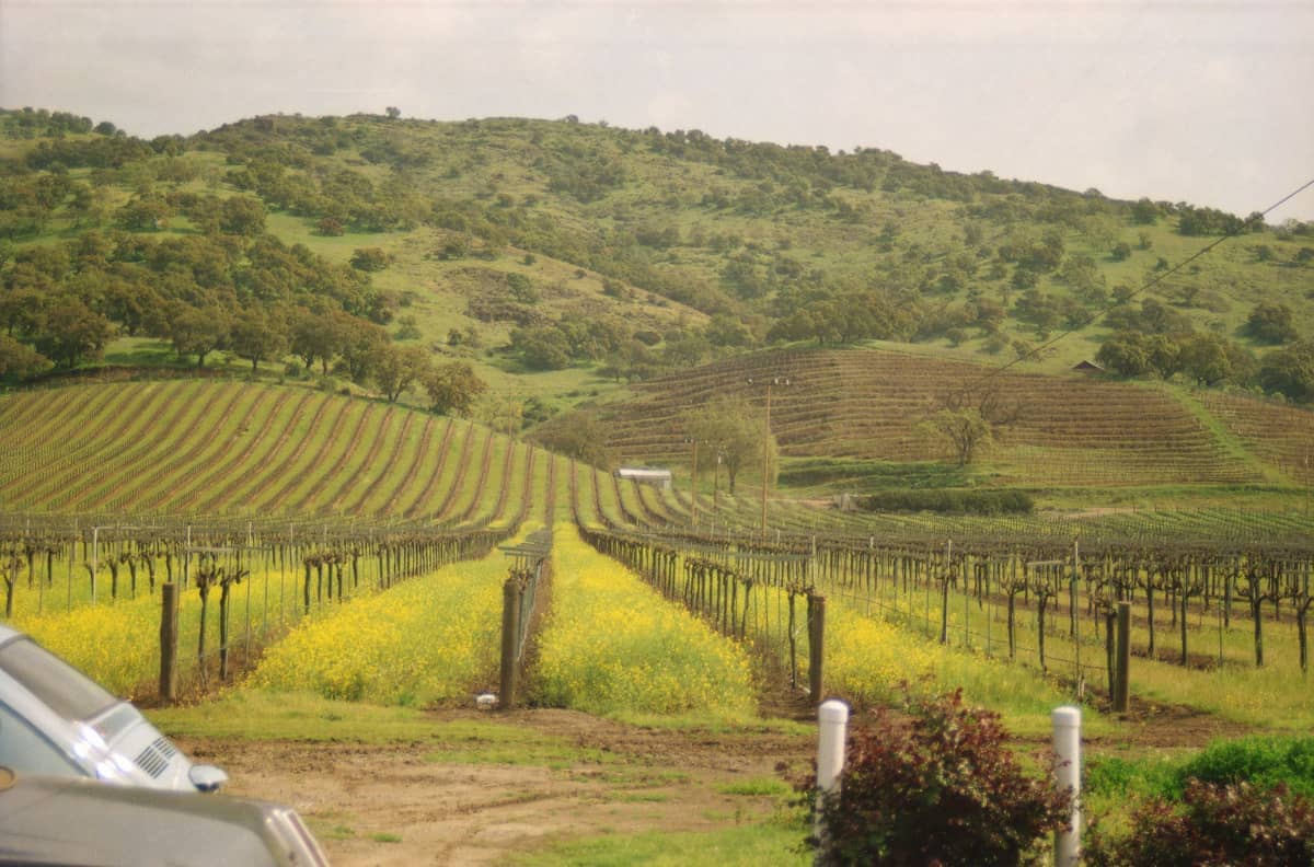 Vista primaveral de las hileras de viñedos del Valle de Napa con flores silvestres amarillas, colinas verdes onduladas y coches aparcados bajo un cielo brumoso de tarde.