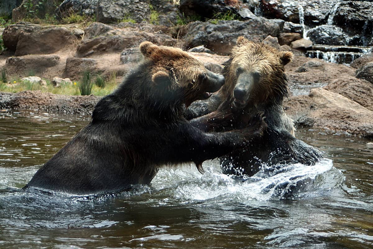 Dos osos grizzly juegan y salpican en el agua en la exhibición Grizzly Gulch del Zoológico de San Francisco, con rocas naturales de fondo.