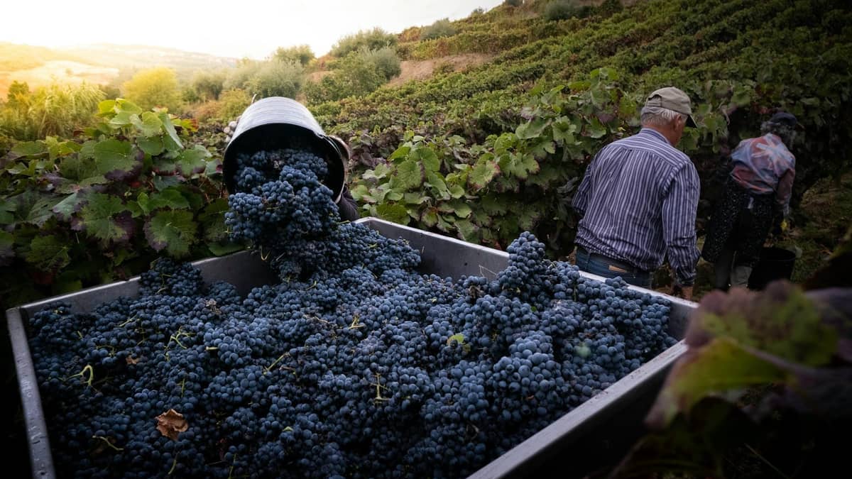 Persone che raccolgono uva scura in un vigneto con un secchio traboccante e rigogliosi filari di vigne al tramonto.