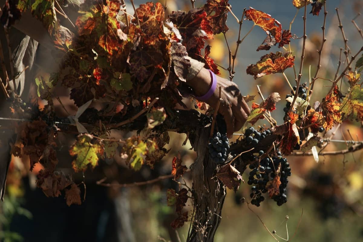 Nahaufnahme einer Hand, die Trauben von einem Weinstock erntet, mit Blättern in Herbstfarben unter hellem Sonnenlicht