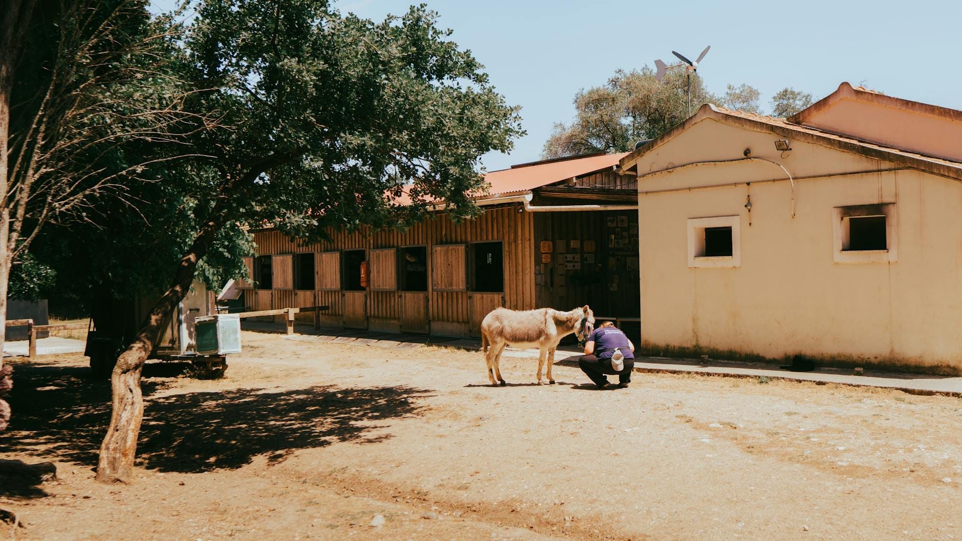 Eine Person kümmert sich um einen Esel vor einem rustikalen Farmgebäude mit Bäumen, was eine ländliche Agriturismo-Szene auf Sardinien heraufbeschwört.