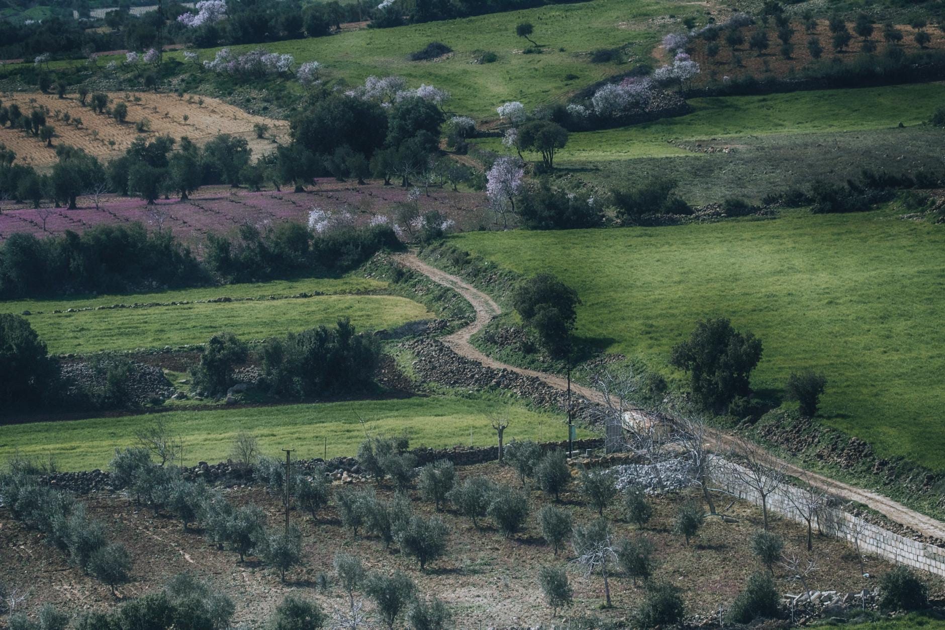 Eine kurvenreiche Landstraße durch grüne Felder und blühende Obstgärten, die den Frühling in der sardischen Landschaft andeuten.