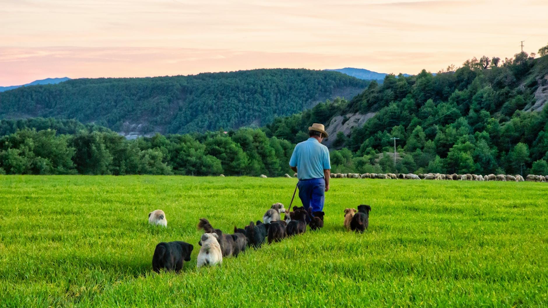 Hirte, der bei Sonnenuntergang mit einer Gruppe Hütehunde durch eine üppig grüne sardische Landschaft geht, umgeben von Hügeln und Wald.