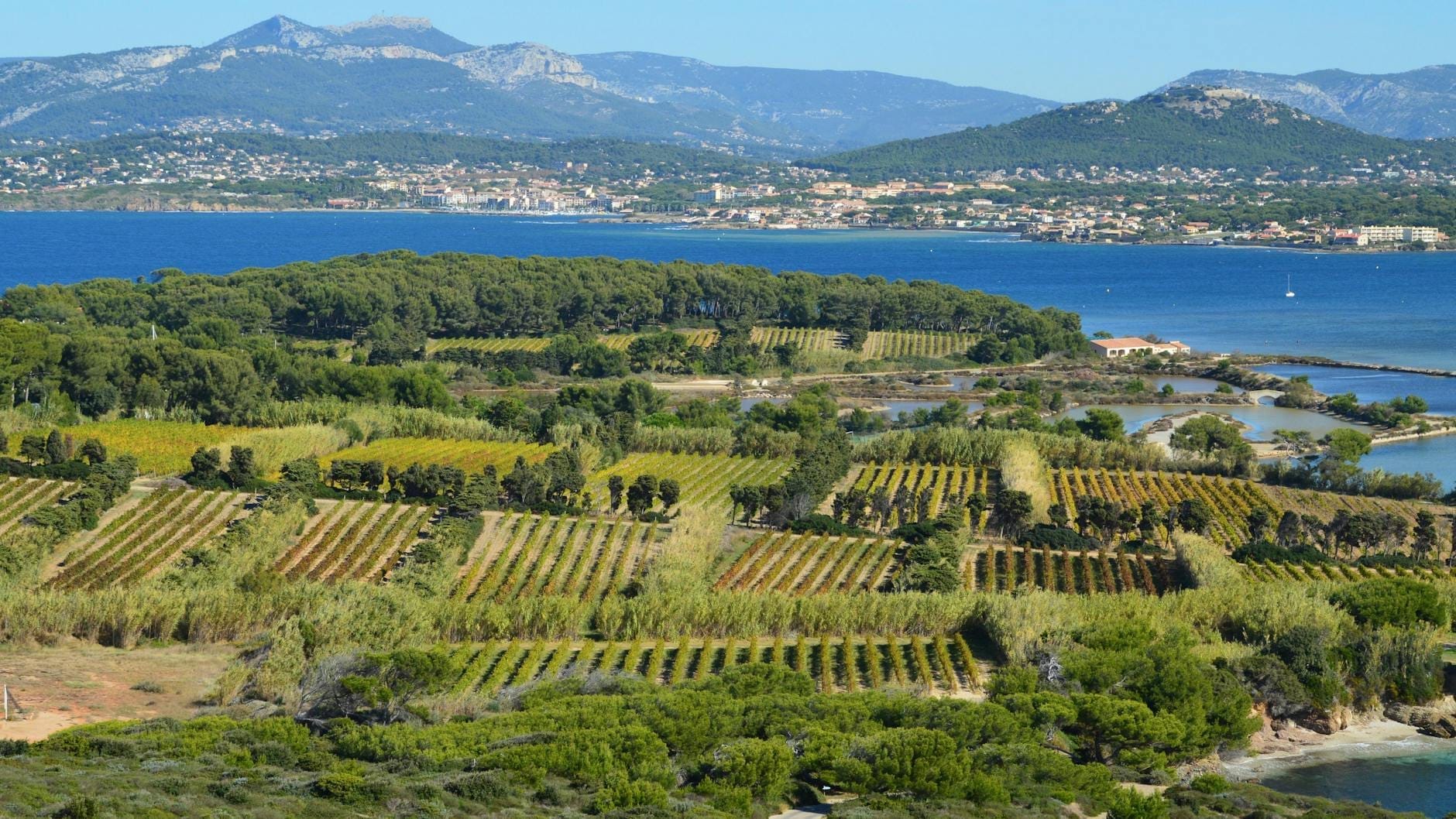 Reihen von Weinbergen nahe dem Meer mit Bergen in der Ferne, eine ikonische sardische Weinlandschaft unter blauem Himmel.