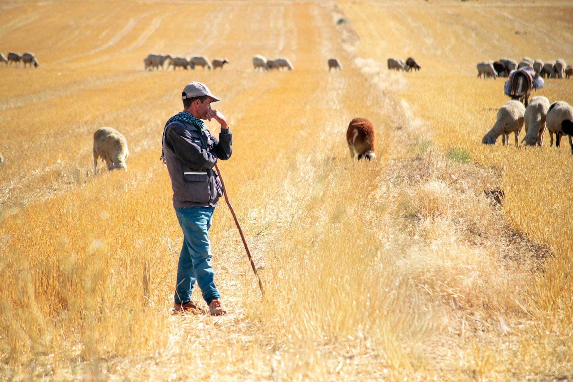 Ein Hirte steht in einem goldenen Feld zwischen grasenden Schafen und zeigt Sardiniens ländliche Ernährungstraditionen und Landschaftslandschaft.