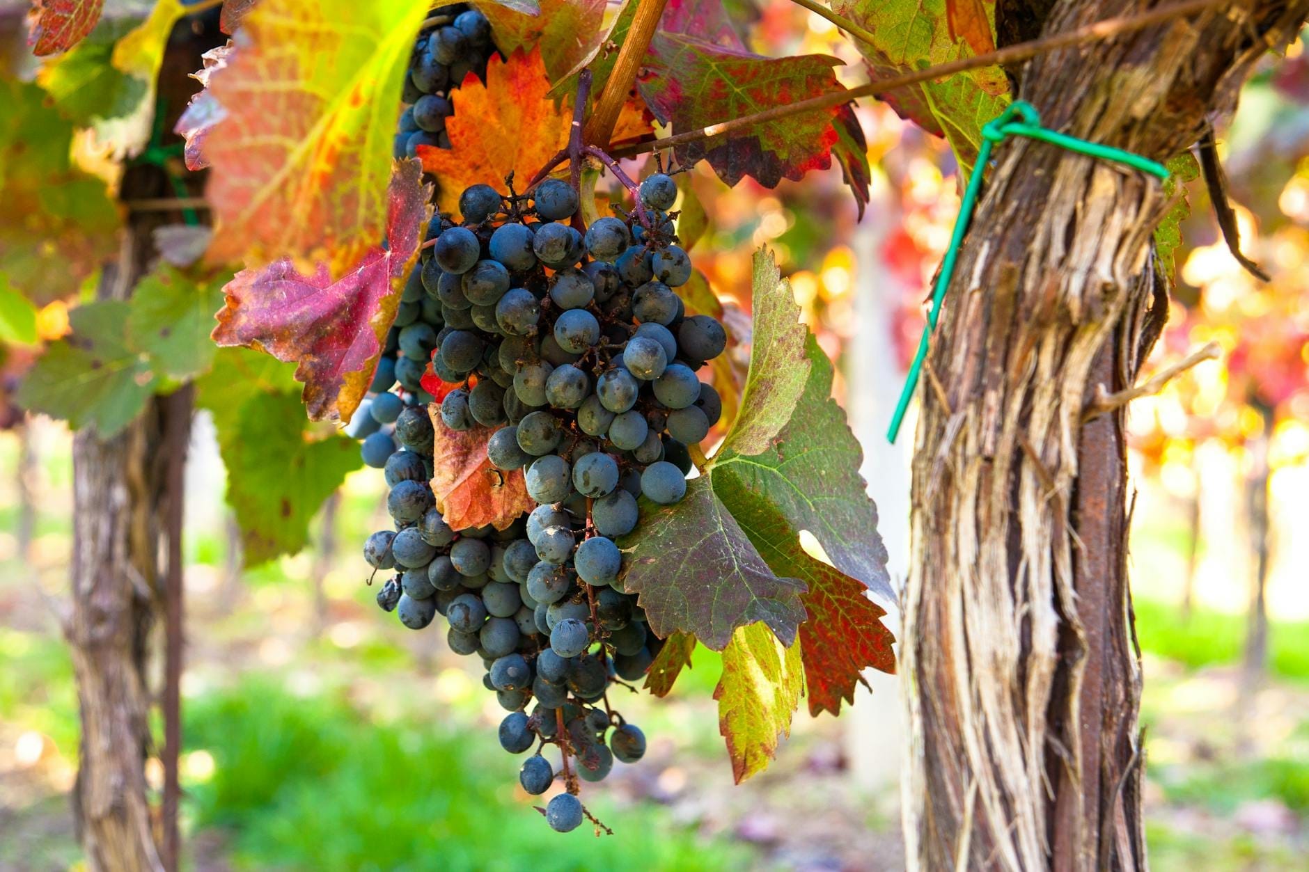 Nahaufnahme reifer roter Weintrauben, die an einem Weinstock mit bunten Herbstblättern in einem Weinberg im Sonnenlicht hängen.