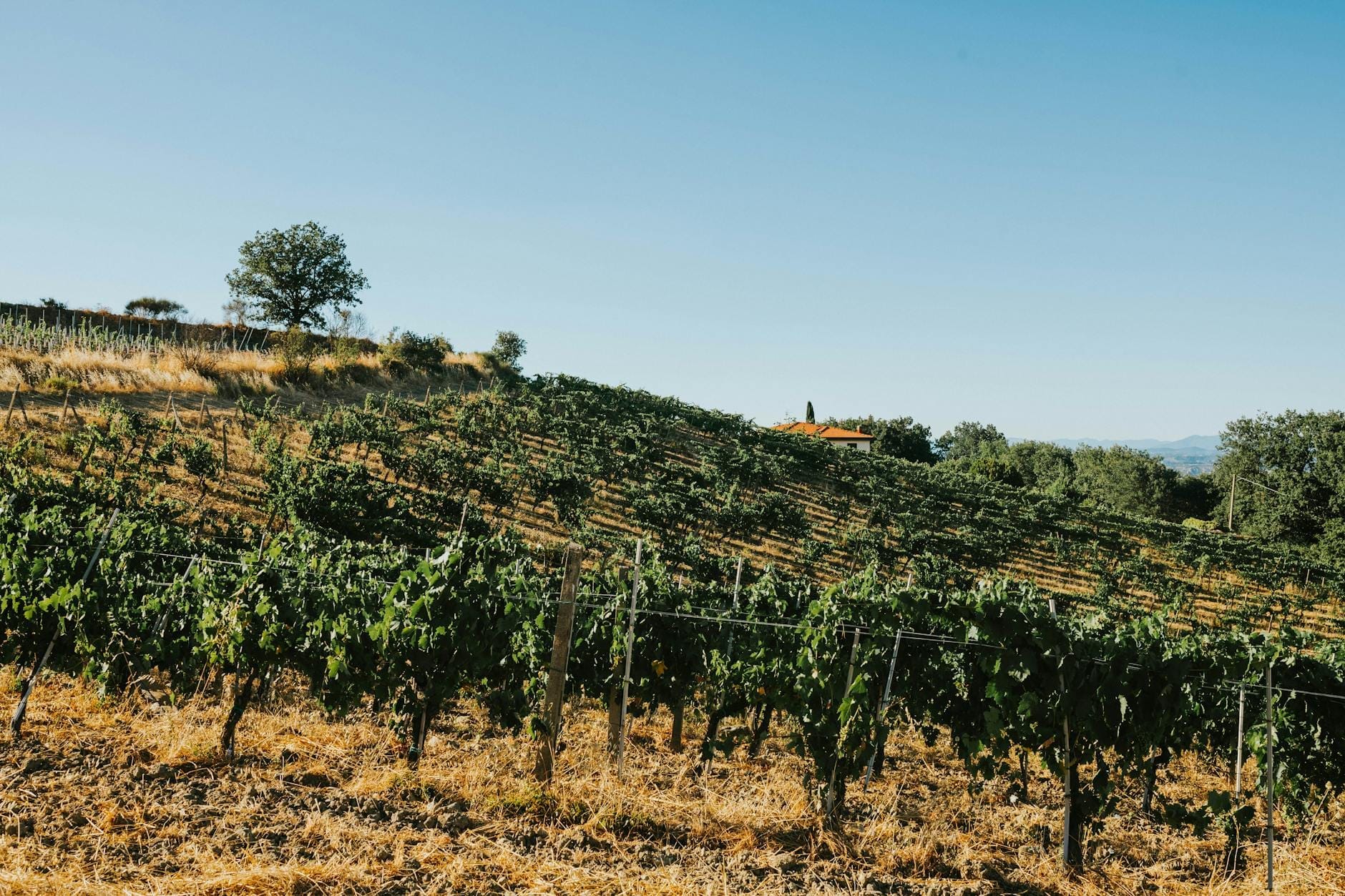 Sonnige Weinberge auf einem Hügel mit Rebreihen, vereinzelten Bäumen und strahlend blauem Himmel – die Weinlandschaft Sardiniens.