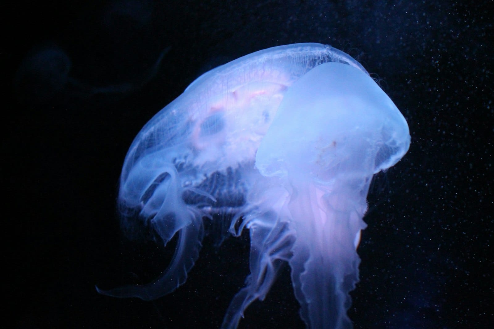 A glowing, translucent jellyfish floating in a dark aquarium tank, highlighting the beauty of sea life found at SEA LIFE Brighton.