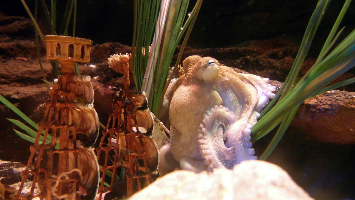 Vista aproximada de um polvo descansando ao lado de réplicas de naufrágios e plantas marinhas verdes em um tanque com pouca iluminação do aquário SEA LIFE Helsinki.