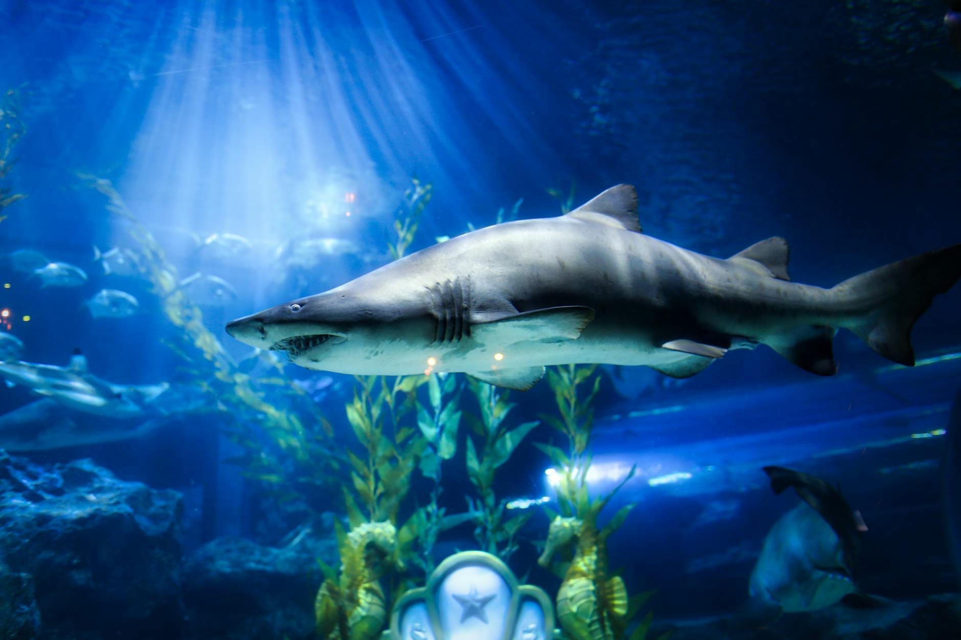Un grande squalo nuota attraverso un tunnel dell'acquario illuminato, con raggi di luce e altri pesci che creano un'atmosfera suggestiva e avvolgente sott'acqua.