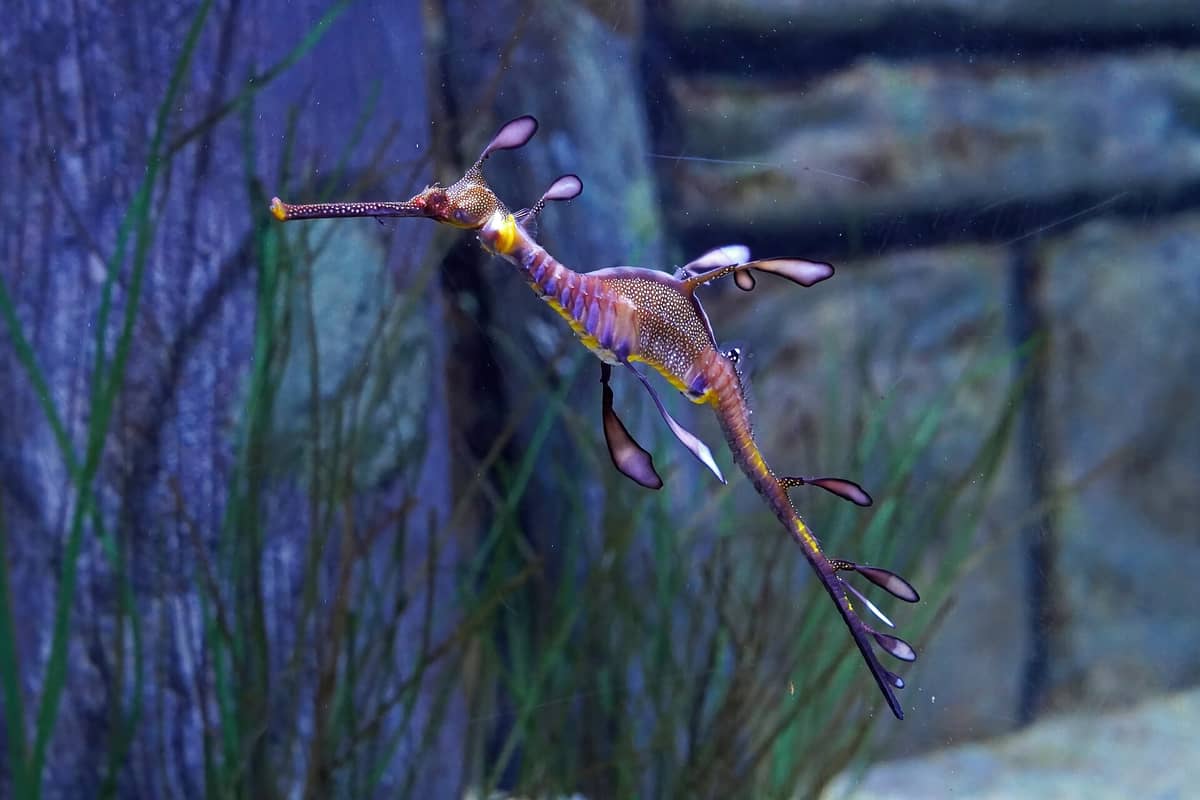 Un dragón de mar foliáceo nadando en un tanque de acuario con plantas acuáticas y rocas desenfocadas al fondo, en el acuario SEA LIFE Melbourne.