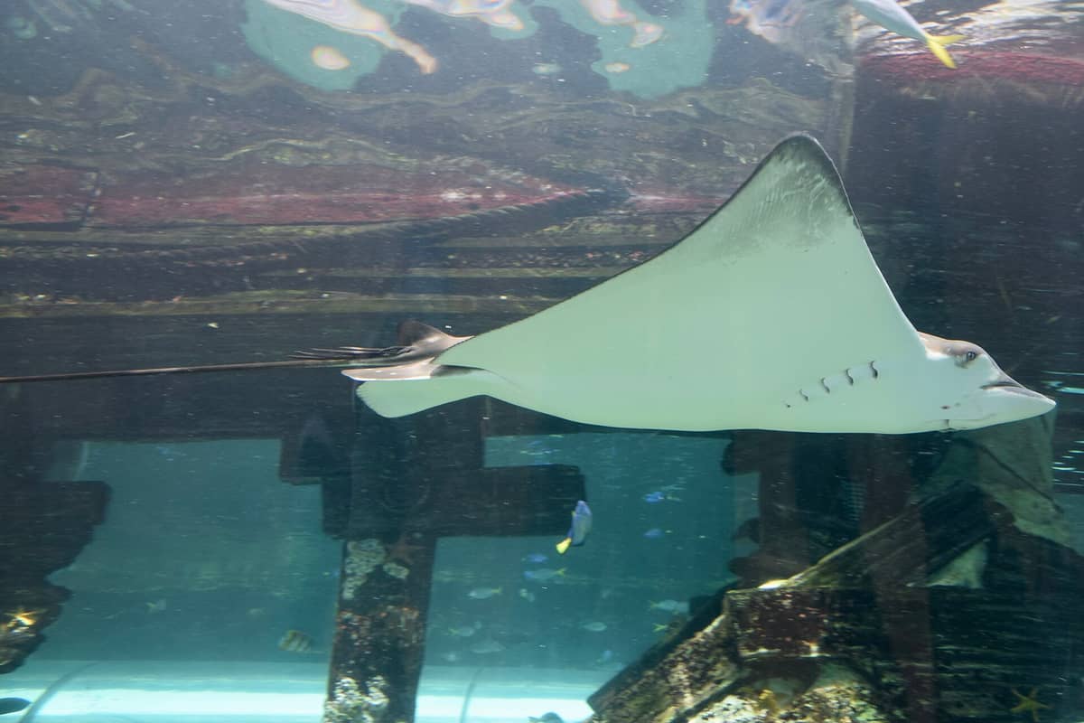 Orłoszeja plamista pływająca w dużym zbiorniku w SEA LIFE Sydney Aquarium, w tle widoczne ryby i dekoracje w stylu wraku statku.