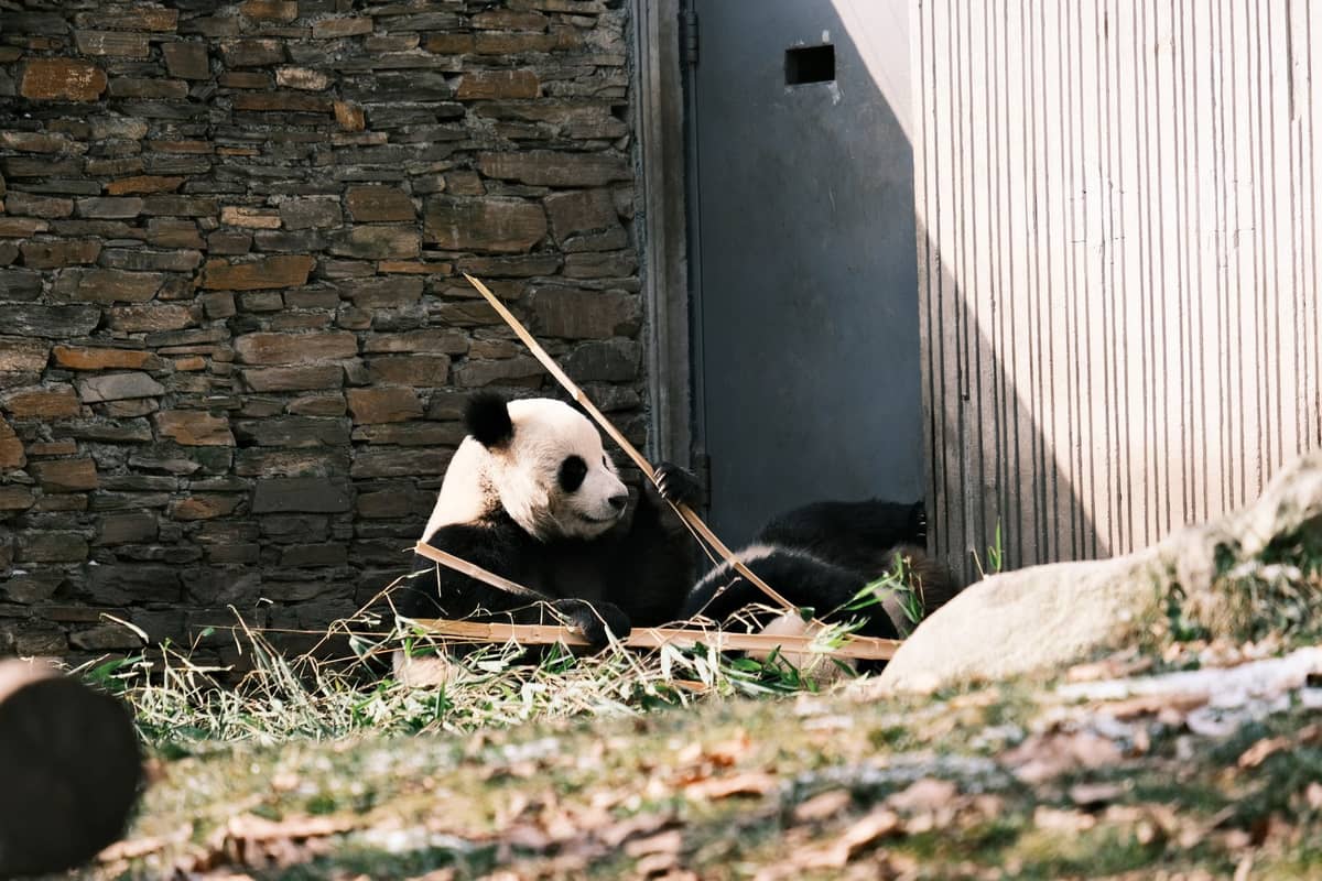 Ein Riesenpanda entspannt sich und frisst Bambus neben Stein- und Holzwänden in einem Außengehege, vermutlich im Riesenpanda-Pavillon Macau.