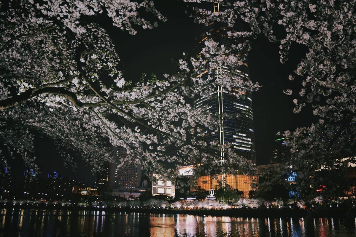 Vista noturna do lago Seokchon com galhos de cerejeira emoldurando a iluminada Lotte World Tower e as luzes da cidade refletidas na água.