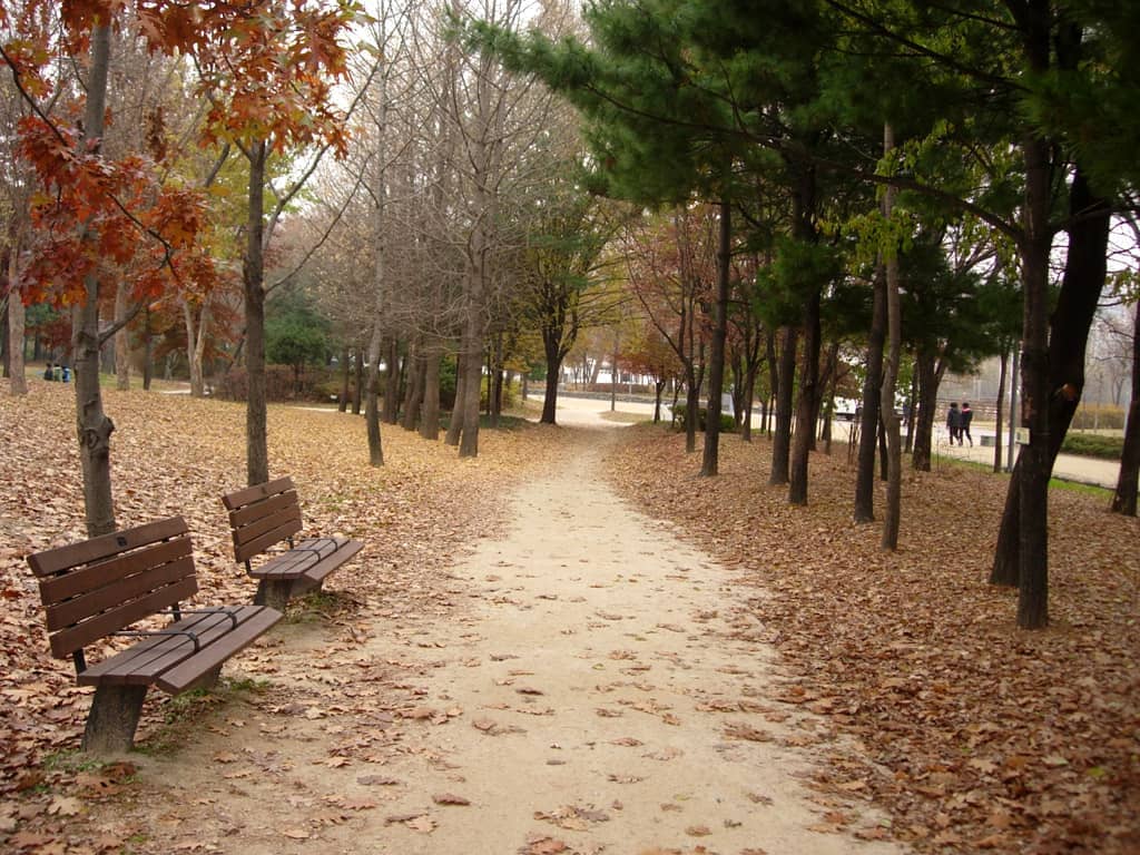 Caminho arborizado na Seoul Forest durante o outono, com folhas caídas cobrindo o chão e bancos de madeira vazios ao longo da trilha.