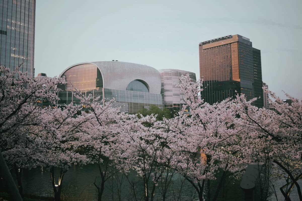 Cerejeiras em plena floração à beira do lago Seokchon com os modernos edifícios de Seul ao fundo.