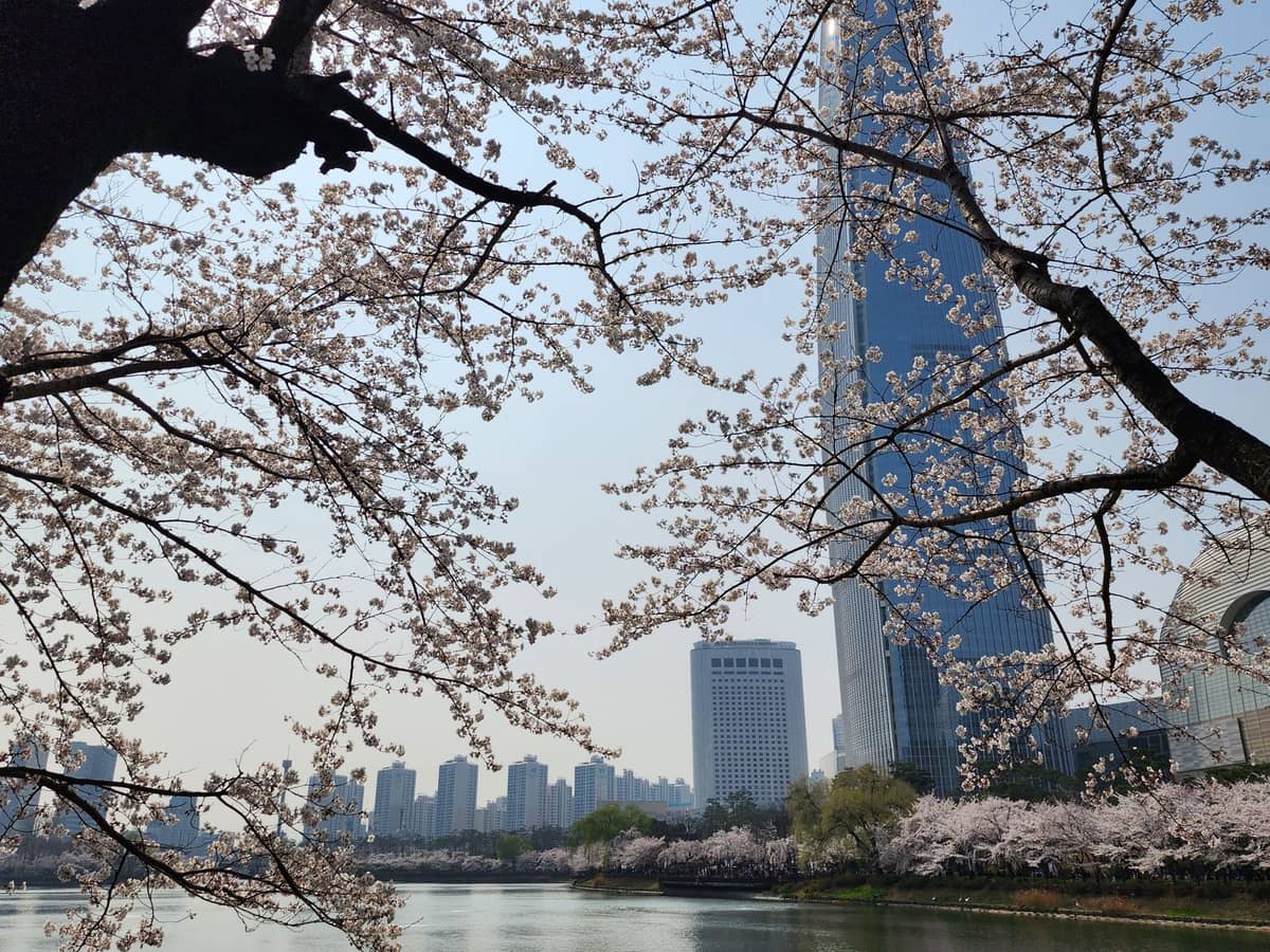 Cerejeiras em plena floração às margens do Lago Seokchon, com a Torre Lotte World e o skyline de Seul ao fundo em um dia claro de primavera.