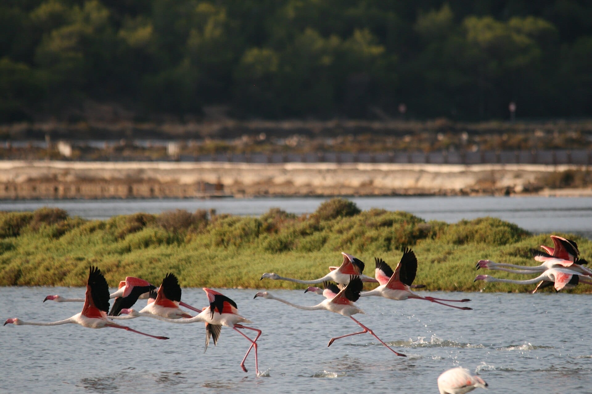 Un gruppo di fenicotteri rosa in volo sulle zone umide del Parco Naturale di Ses Salines, con vegetazione verde e saline sullo sfondo.