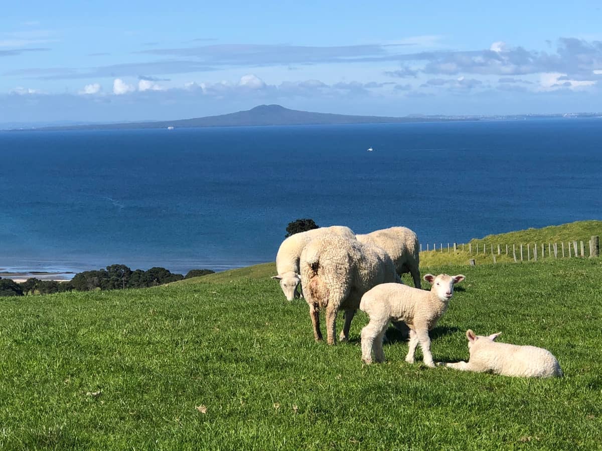 Schafe und Lämmer grasen auf grünen Hügeln mit Blick auf das blaue Wasser und die Insel Rangitoto im Shakespear Regional Park in Auckland, Neuseeland.