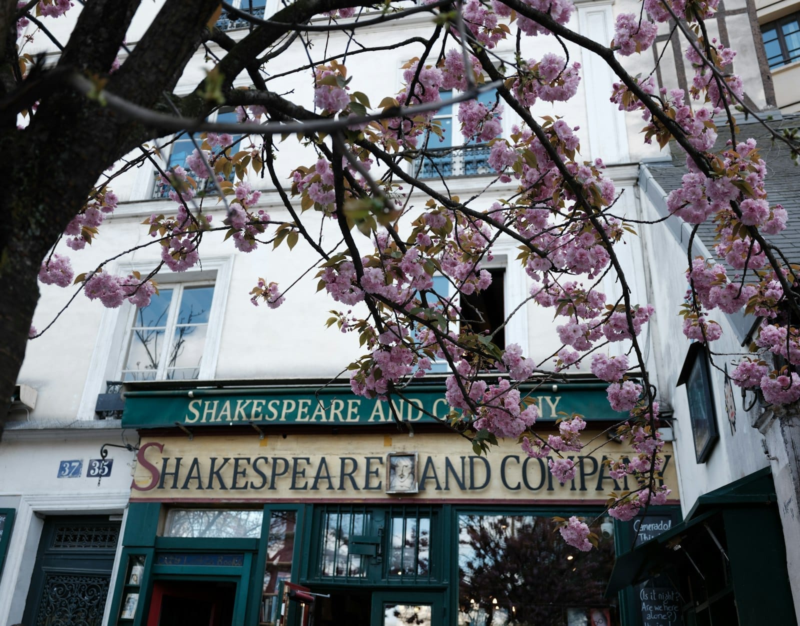 L'esterno della libreria Shakespeare and Company a Parigi, con i ciliegi in fiore rosa che incorniciano la caratteristica facciata verde e gialla sotto un cielo luminoso.