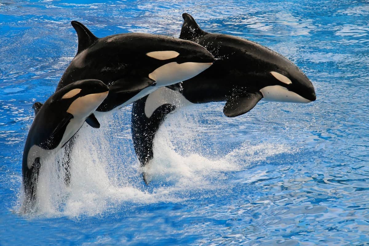Drei Orcas springen durch strahlend blaues Wasser während einer Tiershow im Shanghai Haichang Ocean Park, mitten in der Vorführung bei Tageslicht aufgenommen.