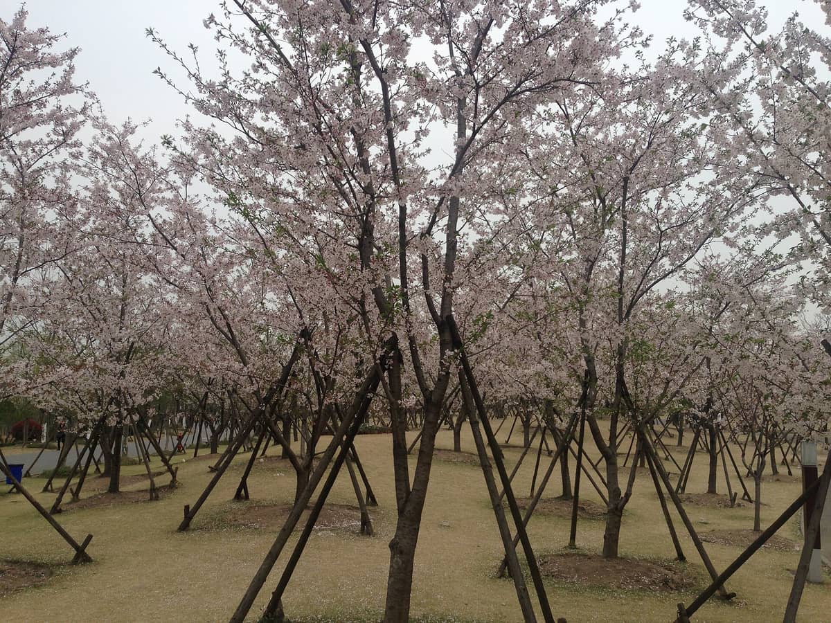 Hain von Kirschblütenbäumen in voller Blüte mit hellrosa Blüten auf Gras in einem öffentlichen Park bei bedecktem Himmel in Shanghai.