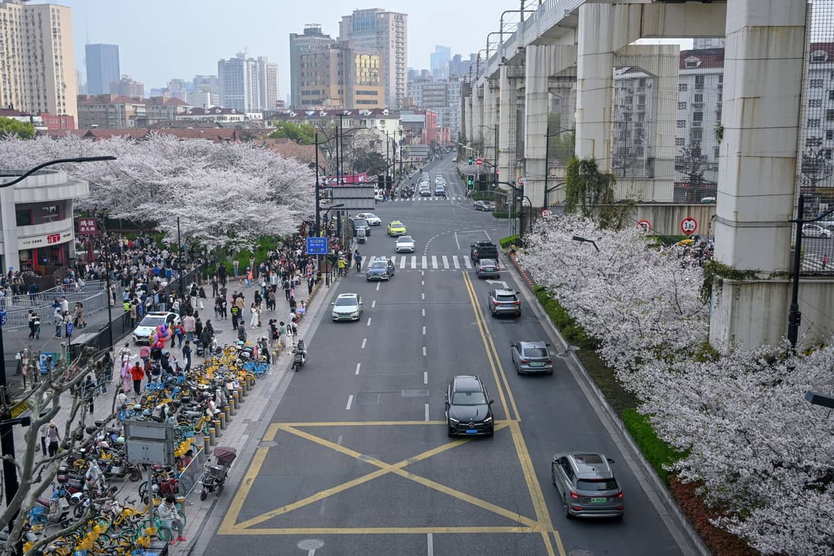 Blick auf eine breite Shanghaier Straße, gesäumt von Kirschbäumen in voller Blüte, Hochhäusern und Passanten auf den Gehwegen im Frühling.