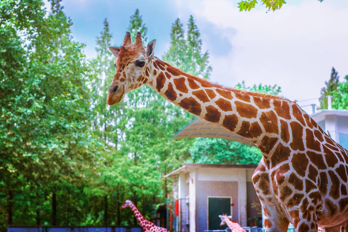 Eine Giraffe im Außengehege des Shanghai Wild Animal Parks, im Hintergrund grüne Bäume und weitere Giraffen.