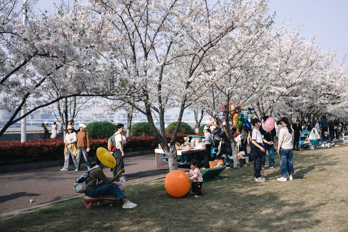 Keluarga dan anak-anak bermain di bawah pohon sakura yang sedang mekar di taman tepi sungai di Shanghai pada hari yang cerah.