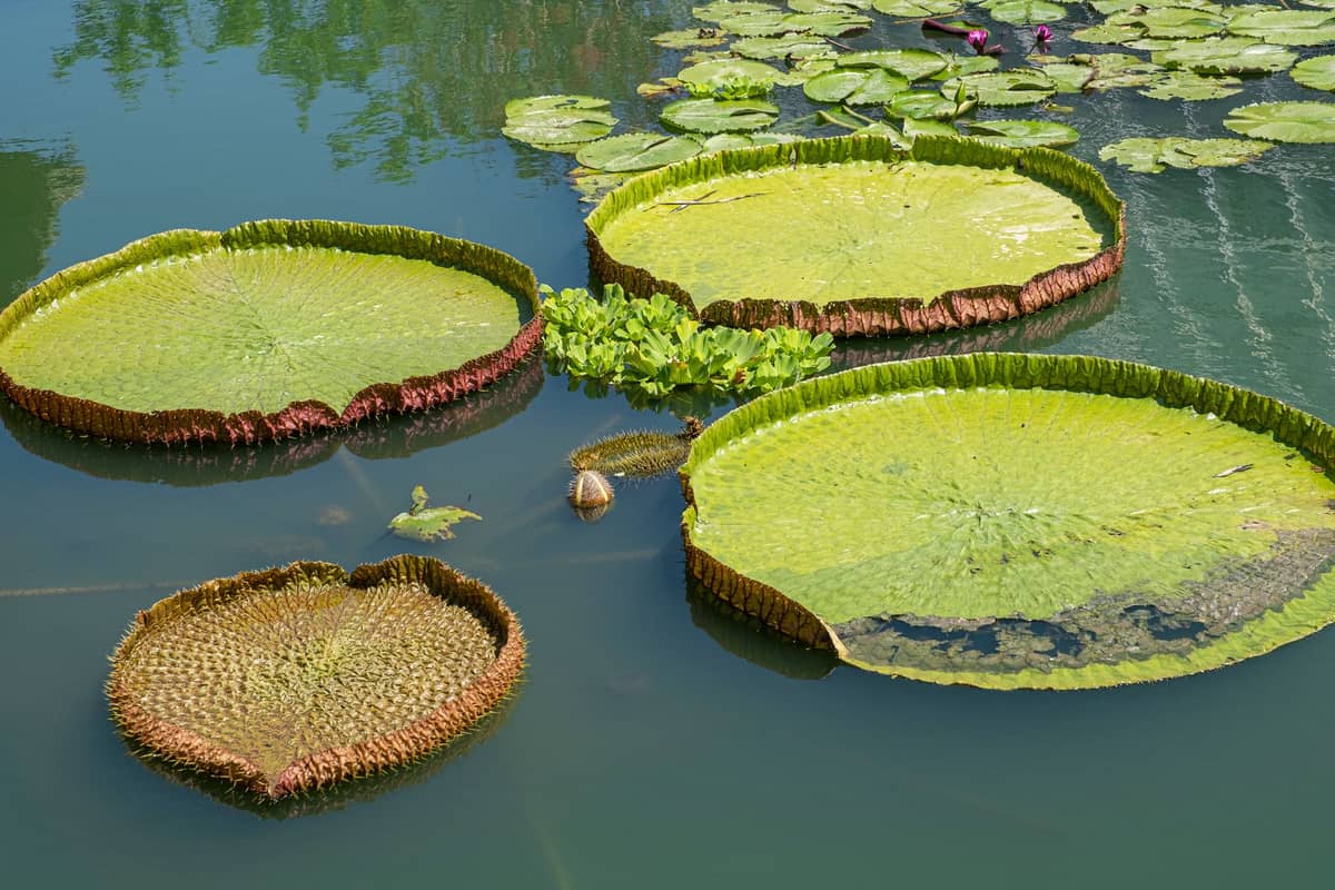 Grandes vitórias-régias circulares flutuam em um lago tranquilo com reflexos de vegetação, evocando a vida vegetal serena de um jardim botânico.