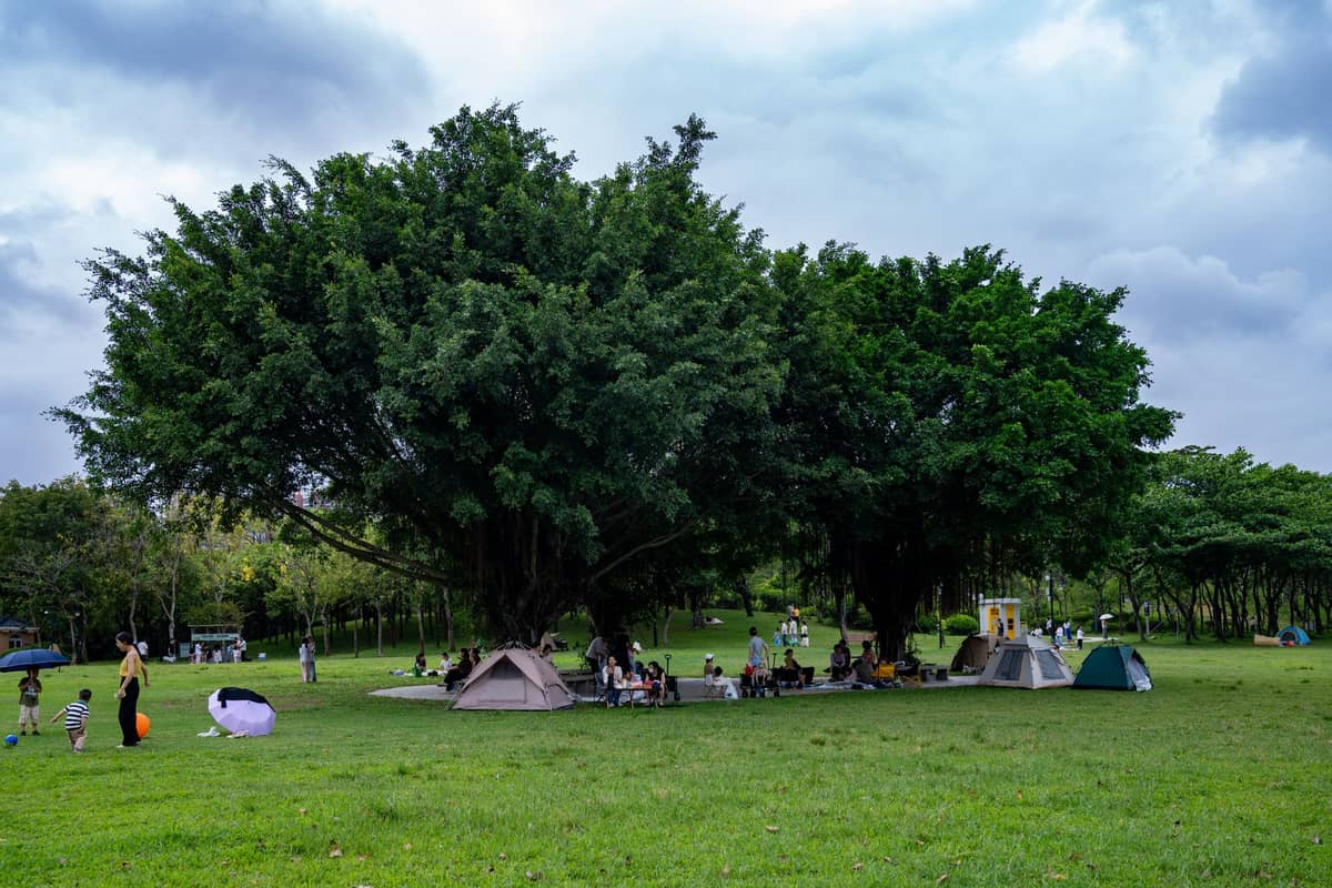 Famílias relaxando sob grandes árvores verdes em um parque gramado, com tendas e piqueniques, sugerindo lazer ao ar livre em Shenzhen.