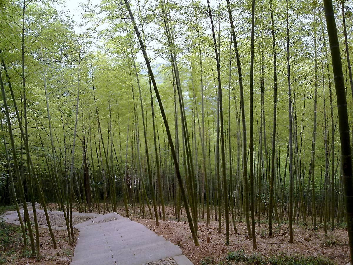Steinweg, der sich durch hohe, schlanke Bambusbäume im üppigen Sheshan National Forest Park bei sanftem Tageslicht schlängelt.