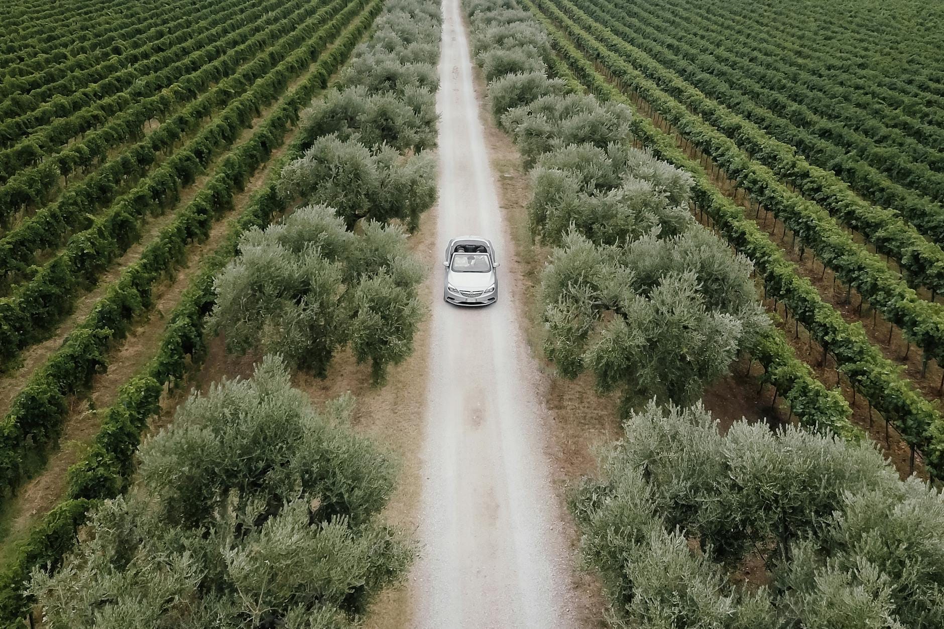 Ein Auto fährt einen schmalen Feldweg entlang, gesäumt von Olivenbäumen und Weinbergen, typisch für die Weinlandschaft Siziliens.