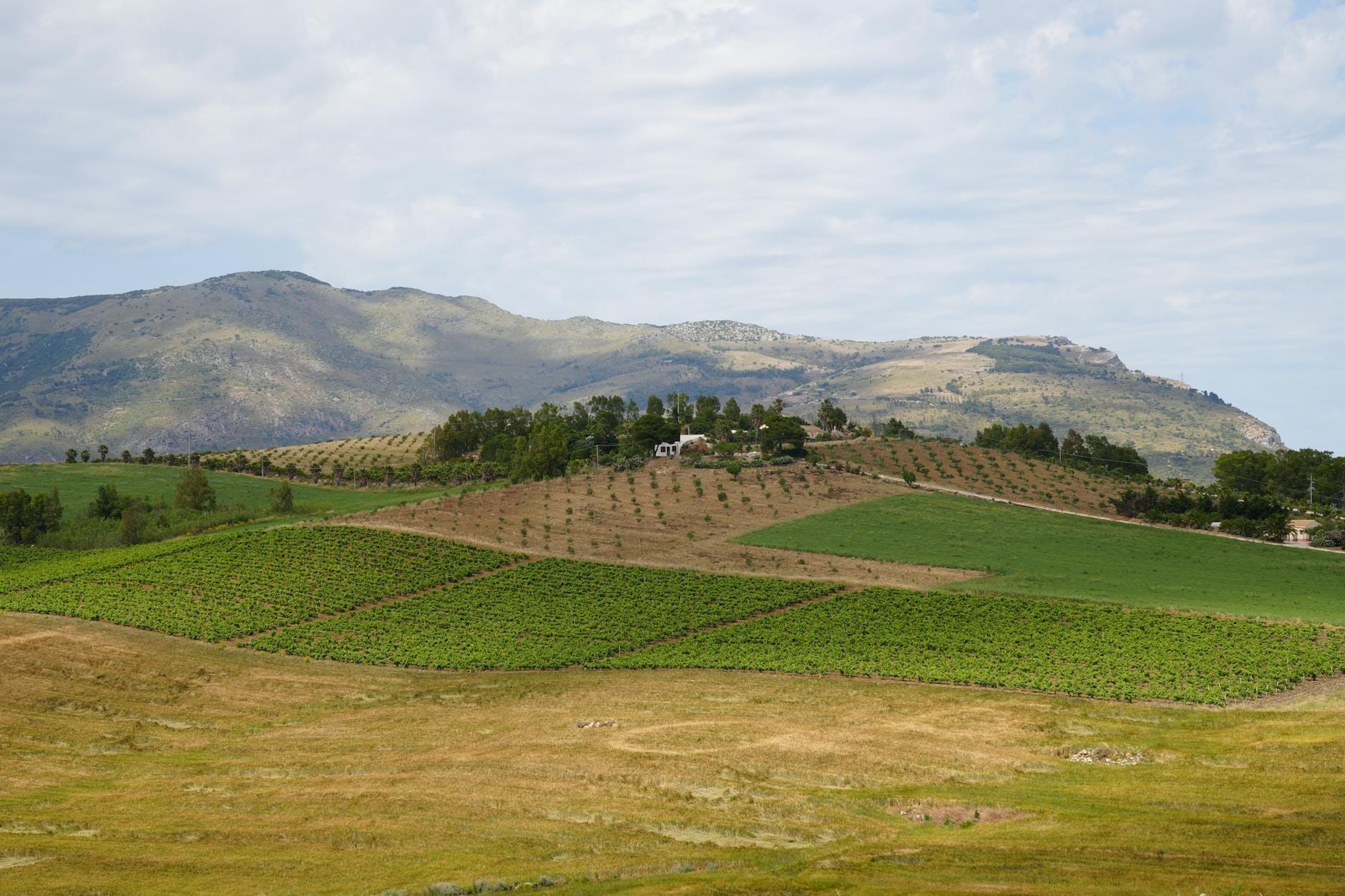 Hügelige Weinbergslandschaft in Sizilien mit grünen Feldern und Hügeln, eingerahmt von fernen Bergen unter einem teilweise bewölkten Himmel.