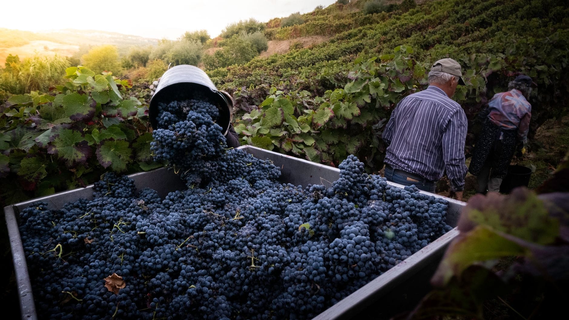 Arbeiter bei der Ernte blauer Trauben in einem üppigen sizilianischen Weinberg mit einer überfüllten Kiste frisch gepflückter Trauben.