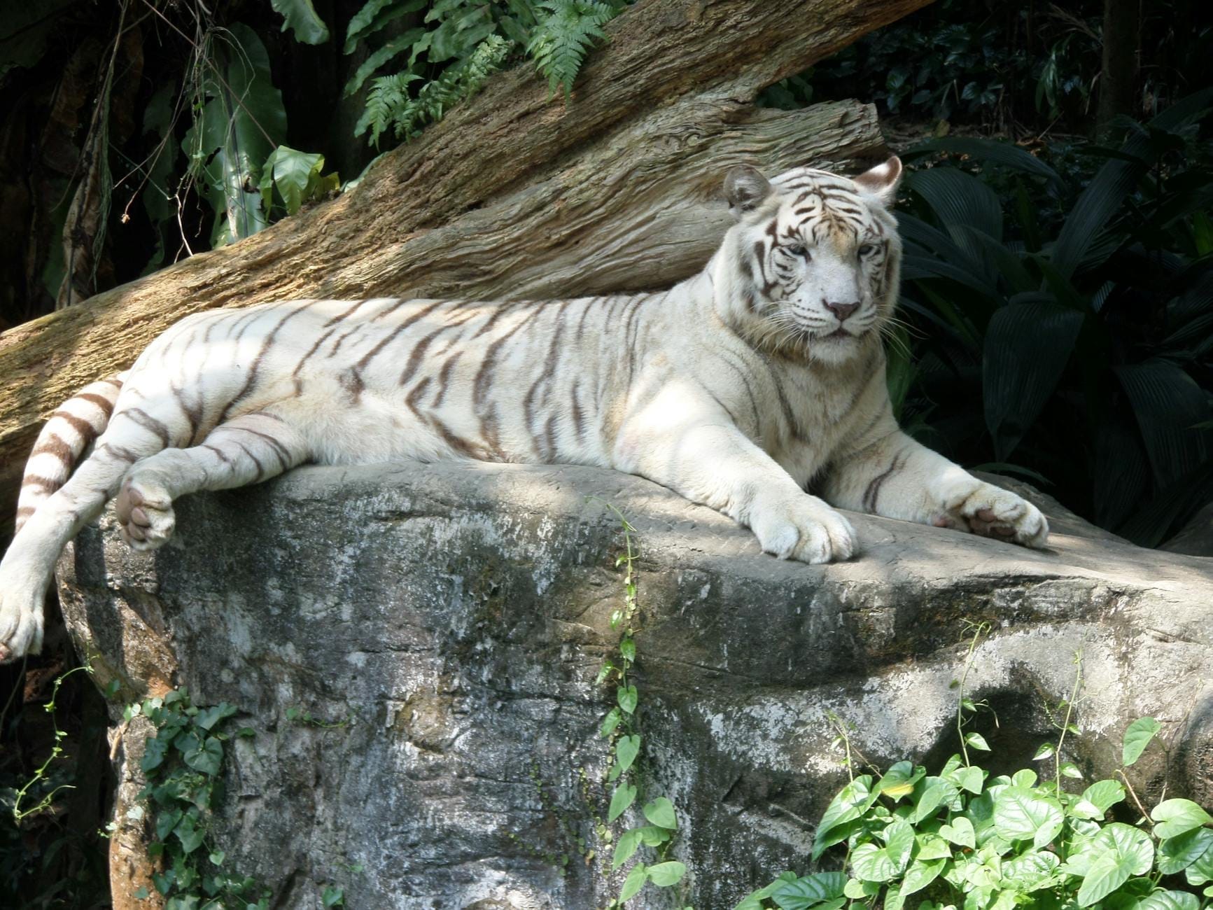 เสือขาวผู้ยิ่งใหญ่กำลังพักผ่อนบนหินก้อนใหญ่ใต้แสงแดดด่างพร้อยที่ Mandai Singapore Zoo ล้อมรอบด้วยใบไม้เขียวชอุ่ม