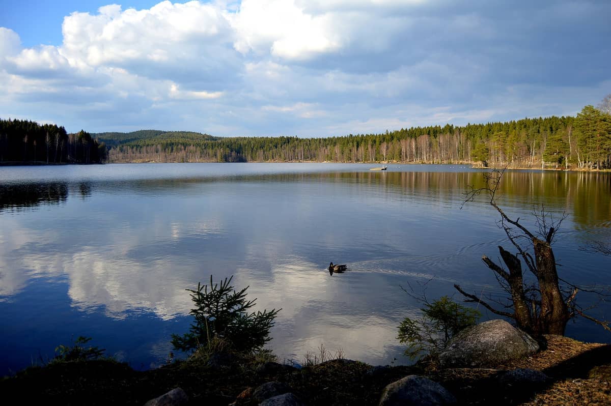 ทะเลสาบ Sognsvann ในออสโลพร้อมน้ำสีฟ้าใสสงบ เมฆที่สะท้อนในน้ำ ต้นไม้ในป่าโดยรอบ และเป็ดที่ว่ายน้ำใกล้ฝั่ง