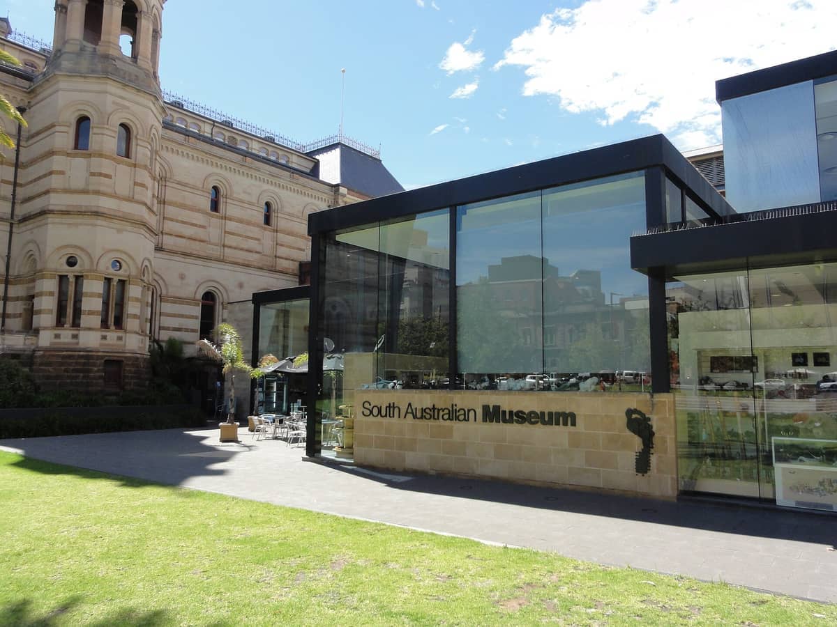 Modern glass entrance of the South Australian Museum beside a historic sandstone building, with green lawn and blue skies above.