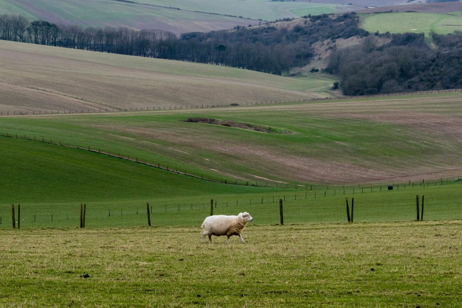 A single sheep stands on grassy hills with patchwork fields and distant trees in South Downs National Park near Brighton.