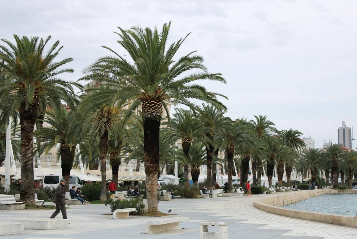 Palmengesäumte Promenade von Split mit einigen Spaziergängern unter einem leicht bedeckten Himmel, der auf mildes mediterranes Winterwetter hindeutet.