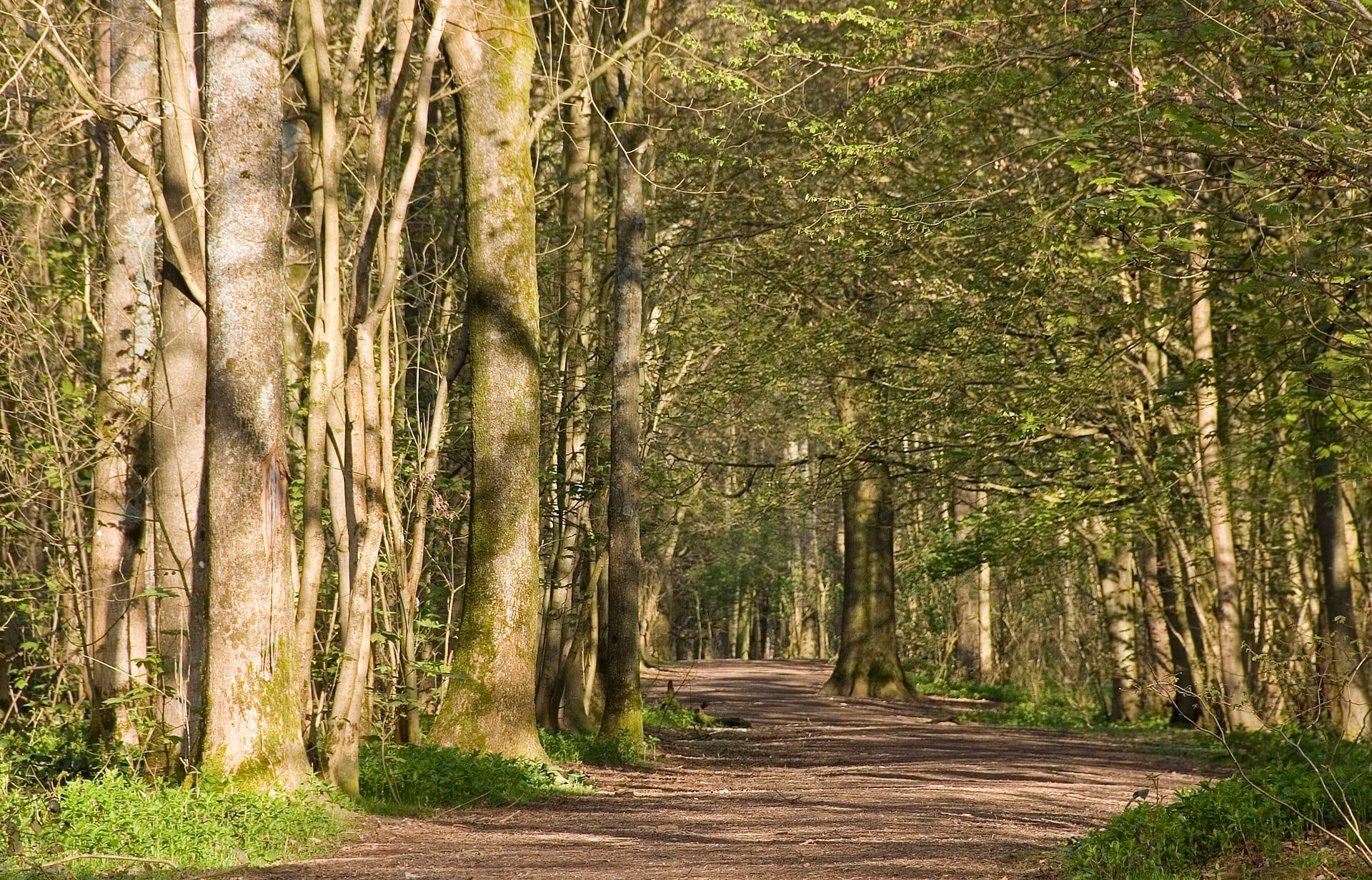 Woodland path lined with tall trees and dappled sunlight in Stanmer Park, Brighton’s historic Georgian parkland estate.