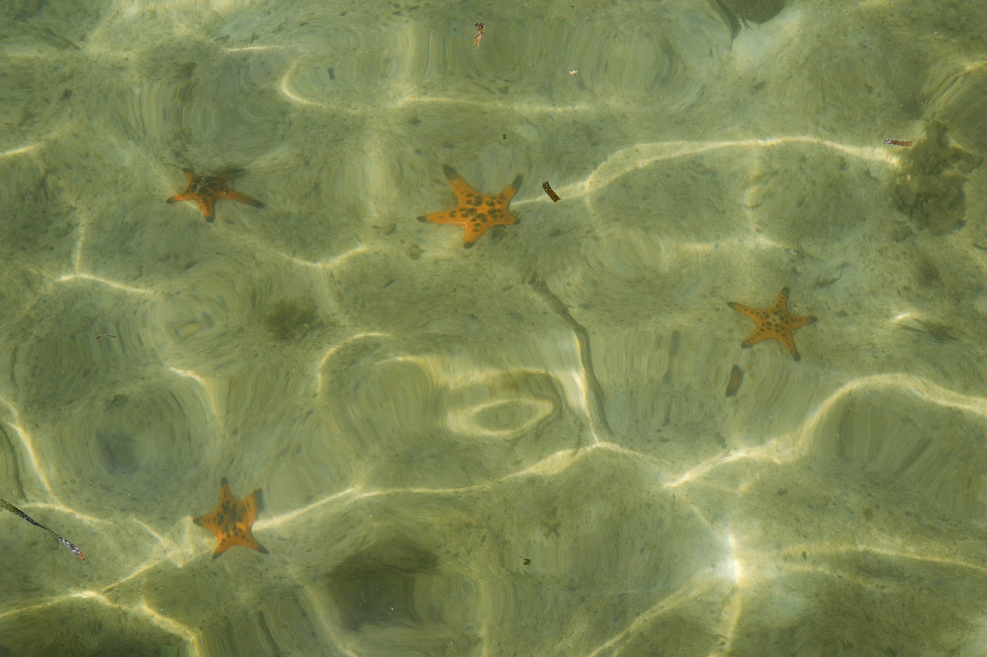 Starfish Beach Phu Quoc acqua turchese bassa con stelle marine rosse visibili nella posidonia vicino al villaggio di pescatori di Rach Vem