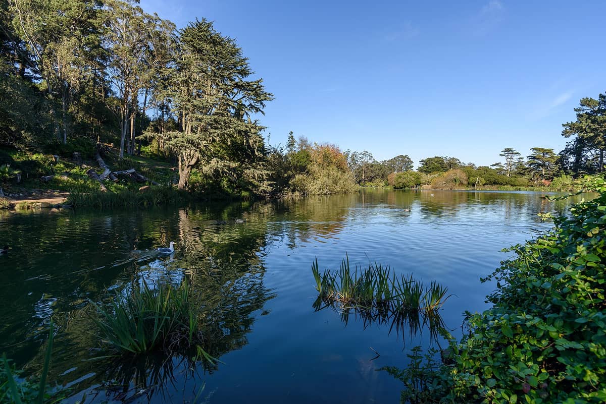 Vista panorámica del Blue Heron Lake (Stow Lake) en el Golden Gate Park, con aguas tranquilas, árboles frondosos y un cielo azul despejado.