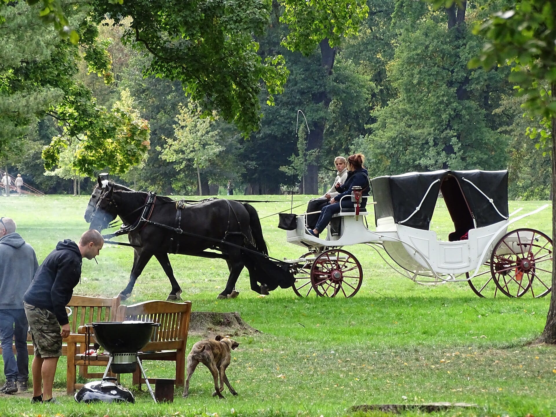Pferdekutsche, die an Menschen vorbeifährt, die auf dem grünen Rasen im Stromovka-Park, Prag, grillen, mit üppigen Bäumen im Hintergrund.