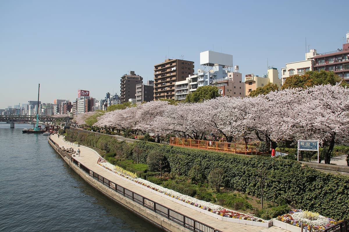 Sumida Park riverside in Tokyo with rows of cherry blossom trees in full bloom, high-rise buildings, and a bright clear sky.