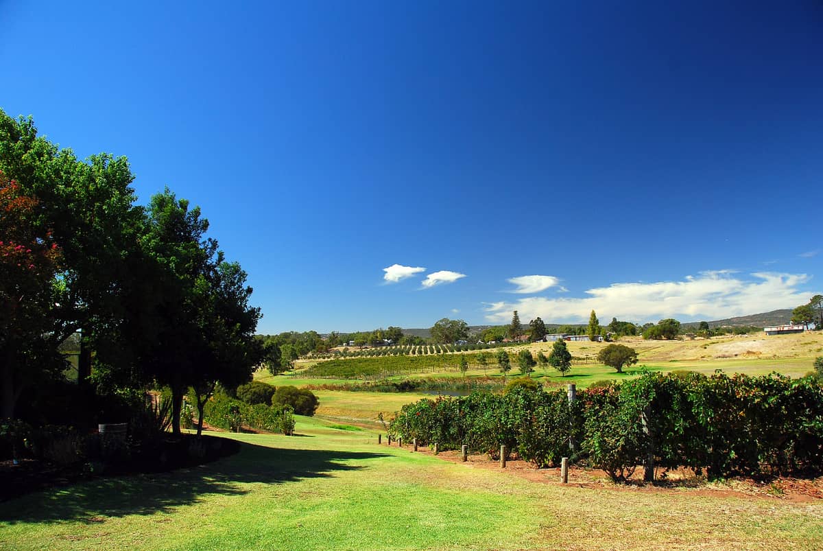 ภาพทิวทัศน์ Swan Valley มีไร่องุ่น ทุ่งกว้าง และท้องฟ้าสดใส โชว์บรรยากาศแหล่งไวน์ชื่อดังแห่งออสเตรเลียตะวันตก