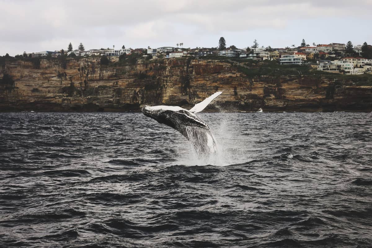 Una ballena jorobada saltando frente a la costa de Sydney con dramáticos acantilados y casas visibles al fondo bajo un cielo nublado.